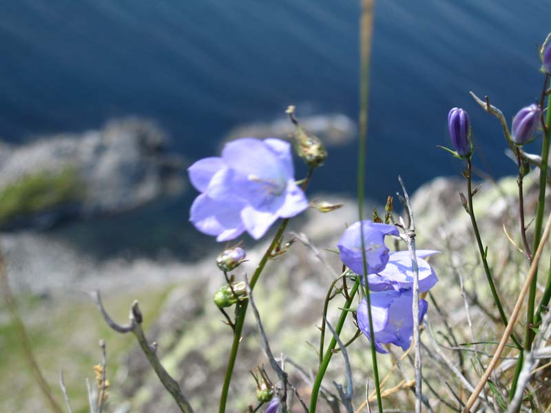 Sandsøya 2006 110